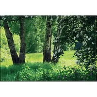 Фотообои 9л. "Березовая поляна" 300*201