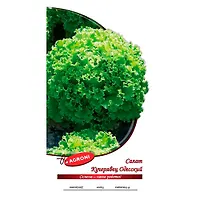 Салат Кучерявец Одесский (0,5г) (ц/п 1796)