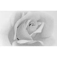 Декор Камелия черный 02 250х400