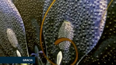 Коллекция Gracia панно, макро