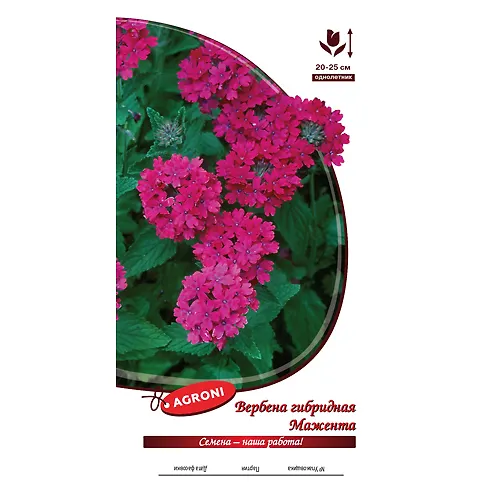 Verbena gibridnaya Mazhenta (0,05g) (ts/p 5879)_1