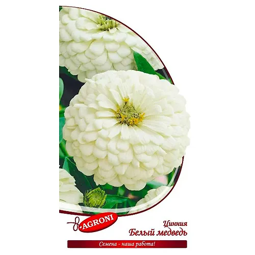 TSinniya georginotsvetnaya Belyj medved (0,3g) (ts/p 8146)_1