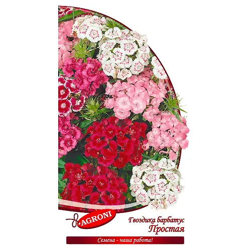 Gvozdika barbatus prostaya smes (0,3g) (ts/p 2977)_1